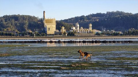 Fbrica de Ence, en la ra de Pontevedra