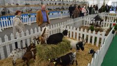 Exposici�n de ganado en la feria de La Ascensi�n