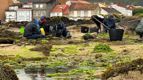 Los mariscadores tuvieron que retirar argazo para preservar el molusco