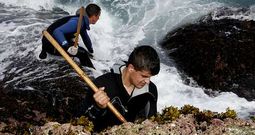 Dos j�venes percebeiros pelean con el mar en la zona de O Roncudo para completar su cupo de crust�ceos.