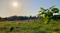 Los comuneros usan un semillero propio para impulsar la plantacin de castaos