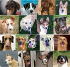 Peludos sen Fogar difundi� ayer las im�genes de sus diecisiete canes.