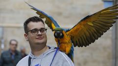 Ismael con su loro Julio paseando por las calles del casco histrico santiagus, una mascota que lleg a su vida a comienzos del 2023 y que ha supuesto un antes y un despus en ella. La familia de este joven padrons, miembro de la banda de msica de Catoira, destacan la inteligencia del animal, que empez a hablar de forma muy prematura para su edad.