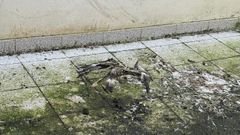 Las humedades y la falta de limpieza son problemas recurrentes en el CEIP Cidade Vella