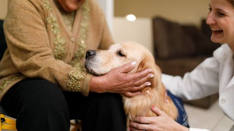 La nueva norma ampla el acceso a todos los perros de apoyo a personas con discapacidad o vctimas de violencia de gnero
