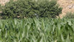 Plantaci�n de ma�z; los gusanos da�an las cosechas especialmente maizales