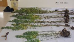Plantas de cannabis incautadas en el �rea de Ferrol, en una imagen de archivo.