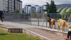 Una cabra y un cabr�n delante del Palacio de los Deportes de Oviedo