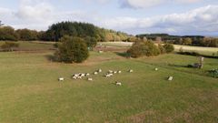 Vista de la parroquia de Carballo (Friol), que tiene ganado, arbolado y pasto