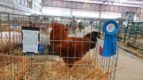 Feria de Gali�a de Mos