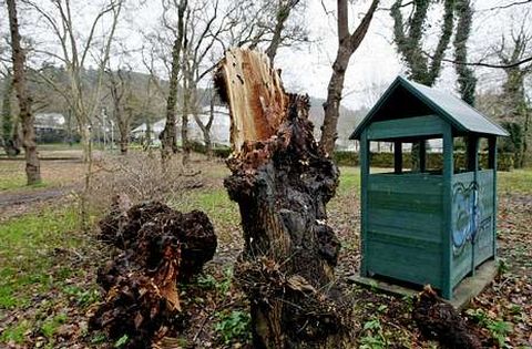 Aspecto que presentaba ayer la carballeira de Caldas, con alg�n �rbol muerto en el suelo.