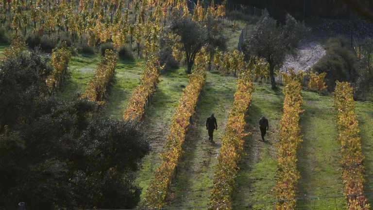 Vi�edos de la bodega Alvaredos-Hobbs en la parroquia de Montefurado, en Quiroga