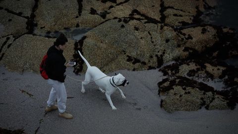 Paseos con el perro al amanecer en A Coru�a