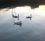 Los polluelos a�n carecen del caracter�stico plumaje blanco. 