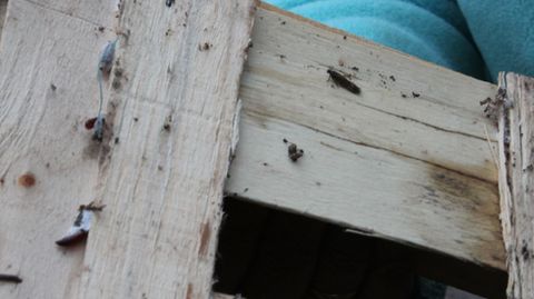 Polilla guatemalteca, huevos y larvas en una caja de madera