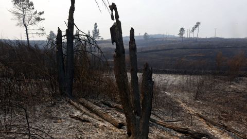 Un monte arrasado por el fuego en el lugar de Real, en la comarca de Valdeorras.