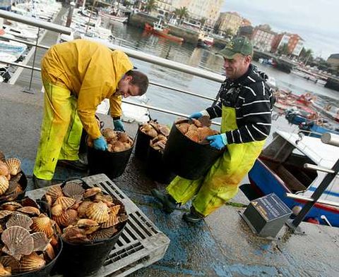 Descarga de vieira en el muelle de Curuxeiras en una de las campa�as de faena.