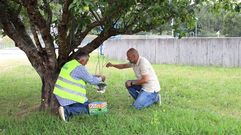 Colocaci�n, ayer, de una trampa