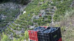 M�s de 2.000 viticultores tienen derecho a voto en las elecciones en Ribeira Sacra