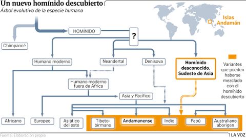 �rbol evolutivo de la evoluci�n humana