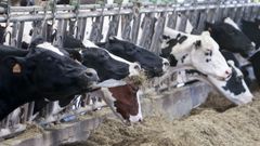 Galicia produce el 41 % de la leche de Espaa, segn datos Unins Agrarias