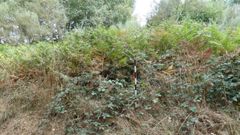 Un aspecto de la mmoa localizada en la parroquia de Remesar, que est cubierta de vegetacin