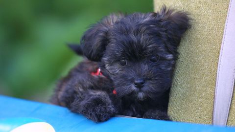 Perro caniche