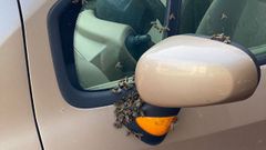 Un nido de abejas comunes en un coche, en la calle Eugenio Kraff de Vigo, requiri la intervencin de los Bomberos este lunes.