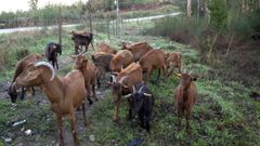 Colectivos como Fousas ao Monte ya hace tiempo que utilizan animales para limpiar sus terrenos y ayudar a prevenir los incendios.