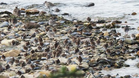 Miles de aves migratorias visitaron la ra de Avils este lunes