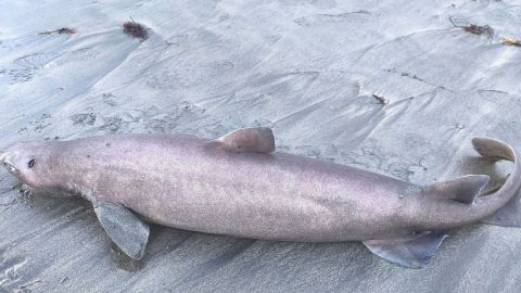 Tibur�n foca hallado en Asturias