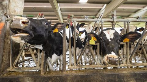 Una granja de vacas en el municipio de Vimianzo, en imagen de archivo