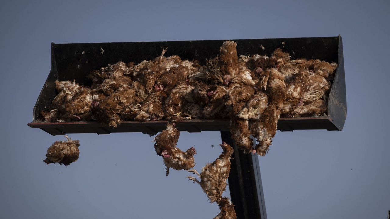 Tercer foco de gripe aviar en España: una granja de aves de corral en Huelva