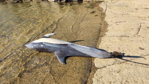 El delf�n presentaba s�ntomas de una salud precaria y no sobrevivi�