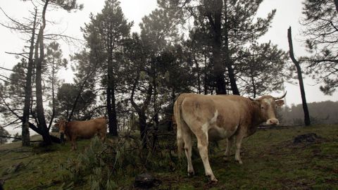 En la zona de O Xistral suelen abundar los das hmedos y con niebla, lo que favorece a los pastos