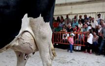 La calidad gen�tica repercute en la producci�n y en la renta y tiene un referente en Feiradeza. 