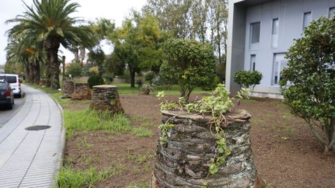 LA MITAD DE LAS PALMERAS YA HAN SIDO TALADAS