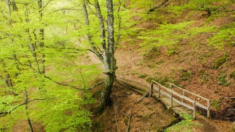 Bosque de Redes