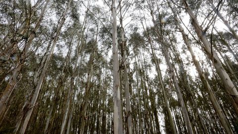Plantaci&oacute;n de eucalipto, en imagen de archivo