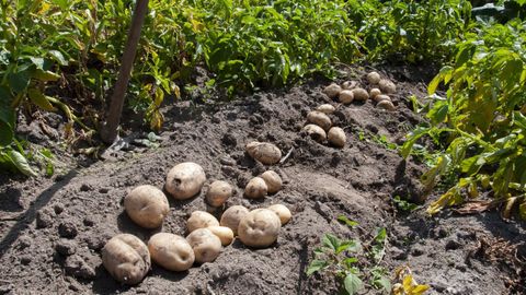 Finca con patatas en A Limia
