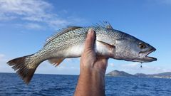 Una corvina real o americana, una de las muchas especies de pescados y mariscos que Rogelio Santos graba en v�deo