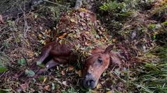 El ataque de un lobo acab� recientemente con la vida de un caballo en Mazaricos