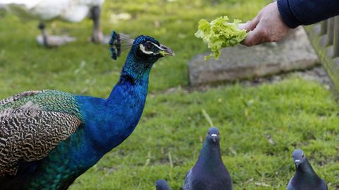 Una persona da de comer a un pavo real en el Parque San Francisco de Oviedo, en una imagen de archivo de 2017