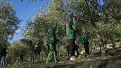 Vareo de unos olivares en una finca de la provincia de Ourense