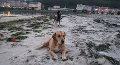 La playa de A Concha de Cee estaba ayer por la tarde completamente llena de basura. 