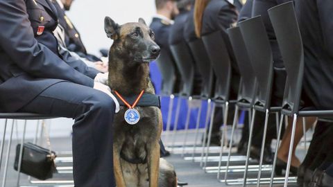 La perra pastor belga Gea de Zhorava de la Unidad Especial de Gu�as Caninos de la Polic�a Nacional de Asturias