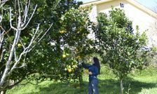 Mar Trillo Trillo recoge una cuantas naranjas del �rbol que tiene junto a su casa. 