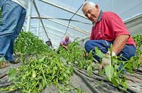 La familia dedic� la ma�ana de ayer a retirar todas las plantas cortadas por el pie.