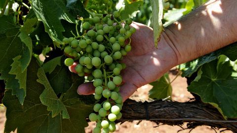 Las variedades blancas son godello (tambin conocida como Verdello), treixadura, dona blanca, albario, loureira, Blanca de Monterrei y cao.