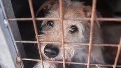 Rubi pas� ocho meses en la perrera hasta que encontr� una nueva familia en Barcelona